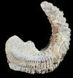 Cretaceous Fossil Oyster (Rastellum) - Madagascar #54433-1